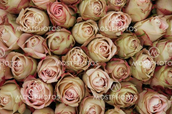 Pale pink rose buds