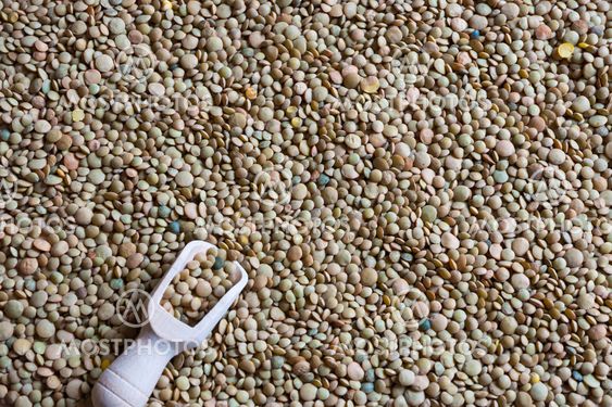 Raw lentil with wooden scooper