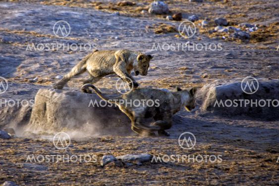 two lion cub fighting in etosha national park namibia