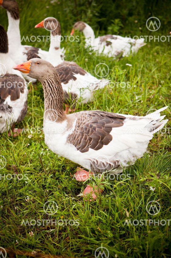 Domestic Ducks