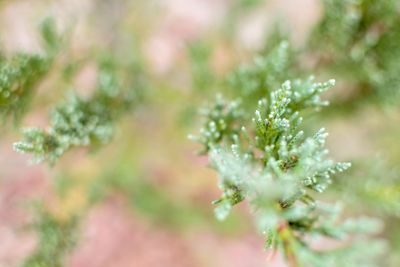 Juniper tree branch texture green needle background...