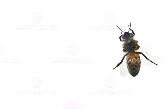 Bee
