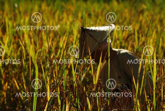 Sabah PADI field