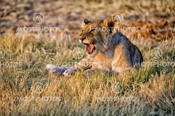 a lion cub screaming at etosha national park namibia
