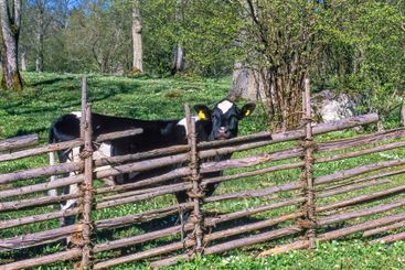 Wooden fence on a meadow with a cow in a beautiful...