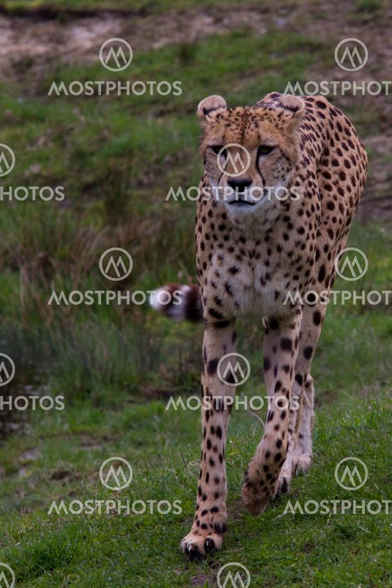 Cheetah