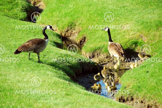 Goose family