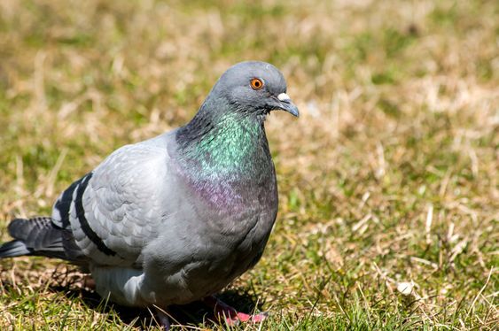Rock feral pigeon dove