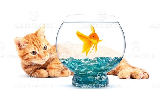 Guldfisk och katt