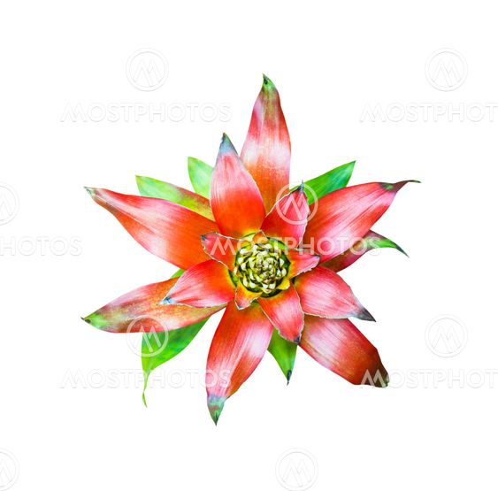 Beautiful Bromeliad flower isolated