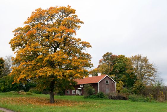 Old oak tree on a lawn this side an elderly building.