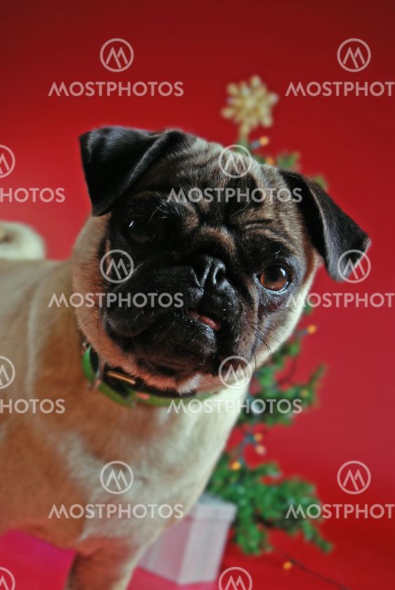 Pug in front of a Christmas tree