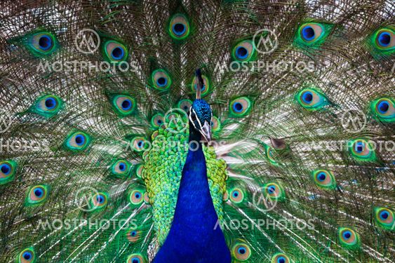 Beautiful peacock
