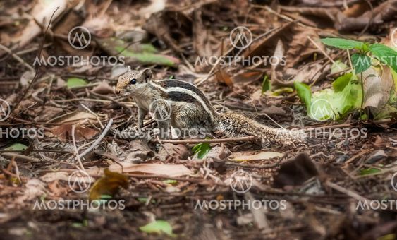 Squirrel amongst dry leaves, nature, wildlife, copy space