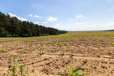 growing sweet corn in eastern Europe against a blue sky