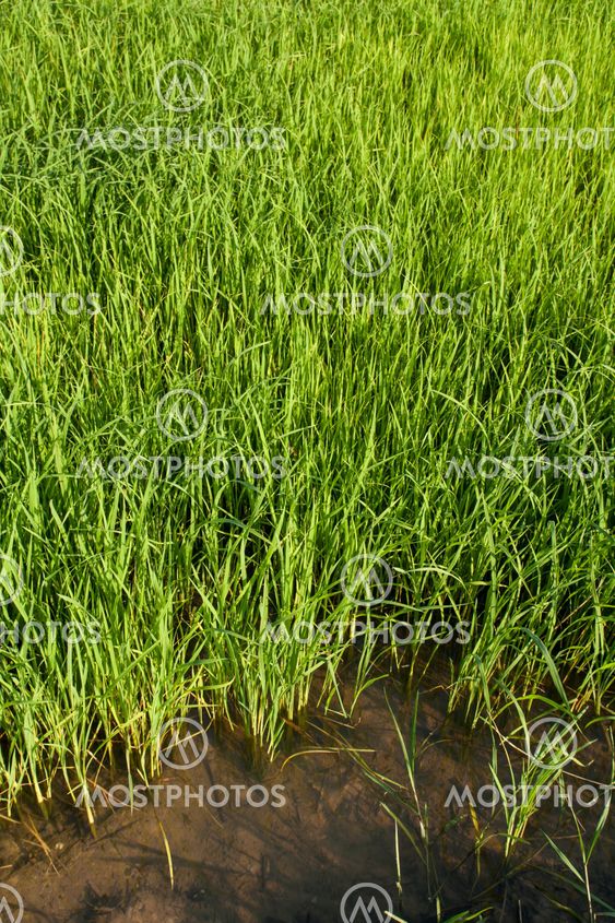 Seedlings of rice growing in paddy fields with water