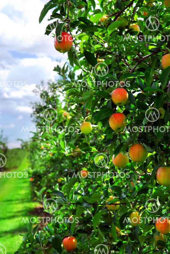 Apple orchard