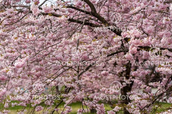 Cherry blossom in a park.