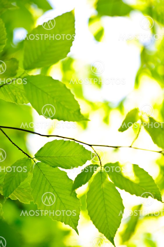 Green spring leaves