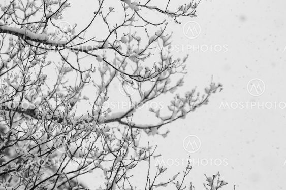 Snow covered winter trees with no leaves