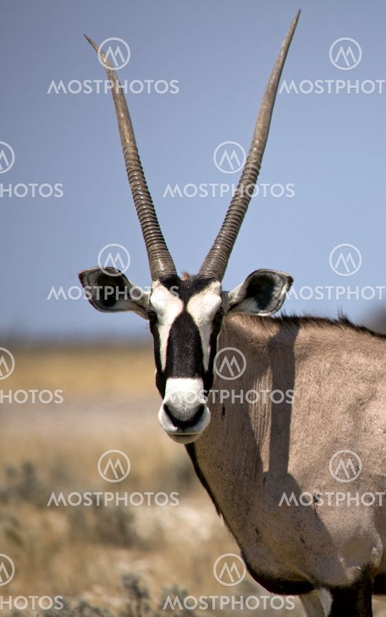 portrait of an oryx in etosha national park namibia