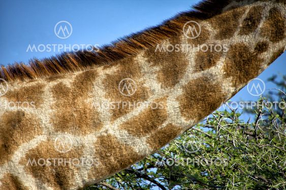 neck of a giraffe in etosha national park namibia