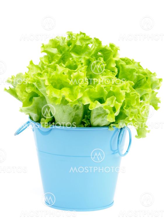 Lettuce in Blue Pot