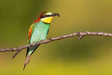 Multicoloured european bee-eater sitting on branch in...