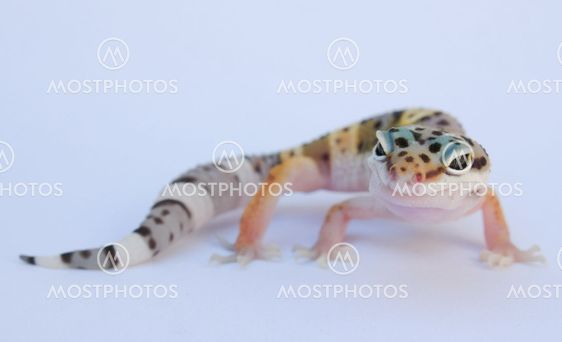gecko en blanco