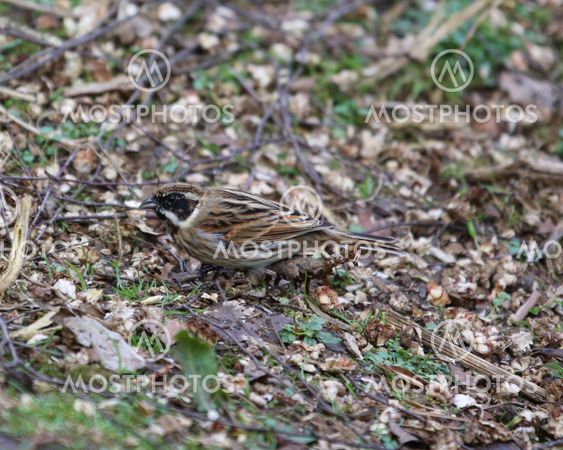 Reed bunting feeding on the ground