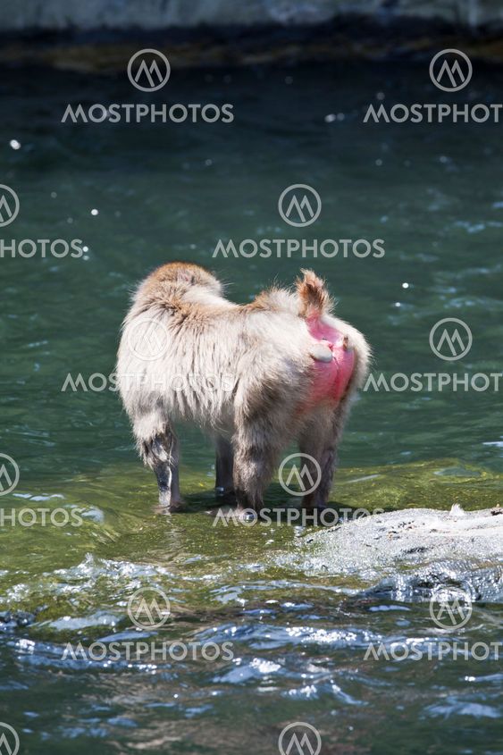 Snow monkey