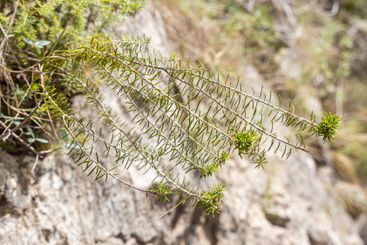 Twigs of tree heath or tree heather with green needles...