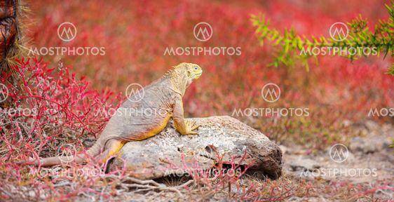 Land iguana