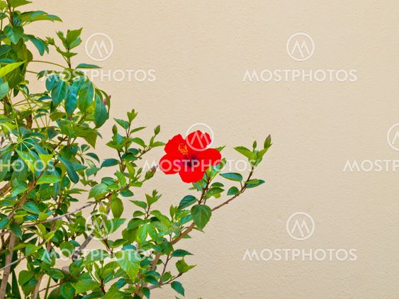 Hibiscus