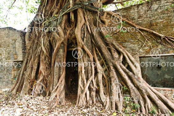 Root of old tree