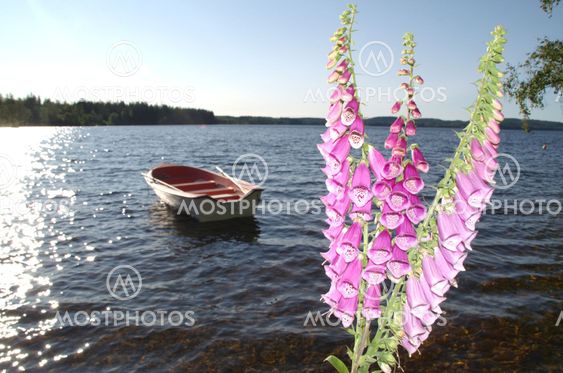 Nordisk sommarkväll, blommor och eka.