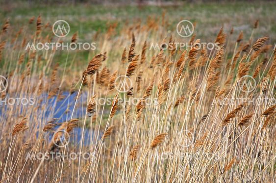 Marsh gräs bakgrund