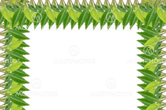 leaf green banana background