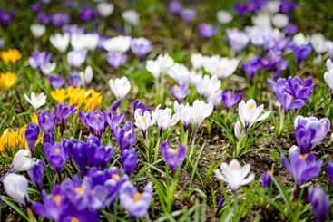 Blooming crocus flowers in the park. Spring landscape.