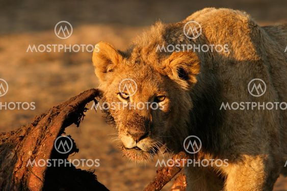 Feeding lion