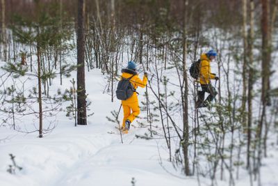 Process of winter hiking in Scandinavia, landscape view...