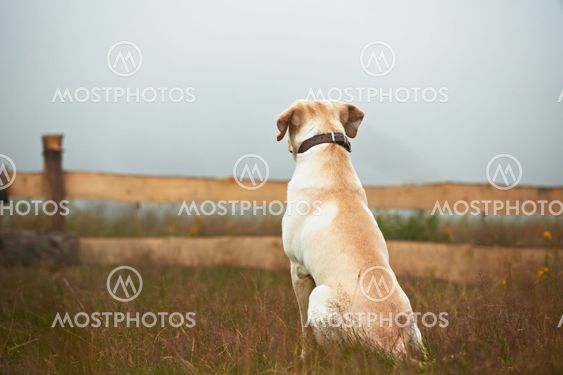 Dog is waiting