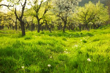 Lush green meadow with blooming trees and vibrant...