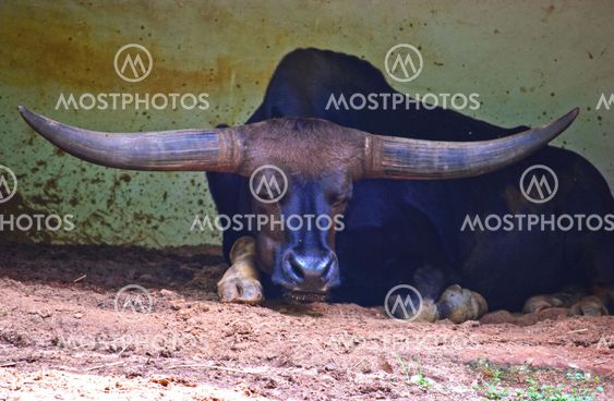 Horns of Bison