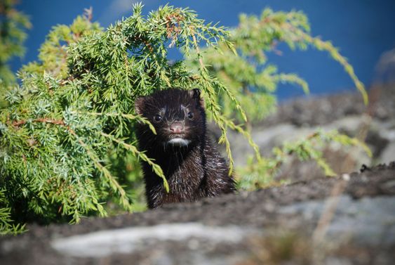 Mink