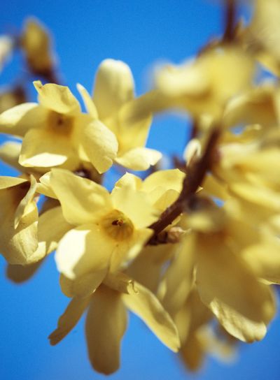Forsythia europaea background