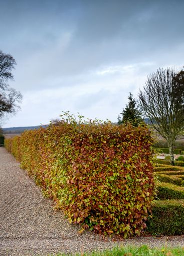 Trees, bush or autumn season with cloudy sky in nature...