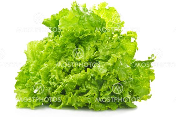 Fresh Lettuce on the white