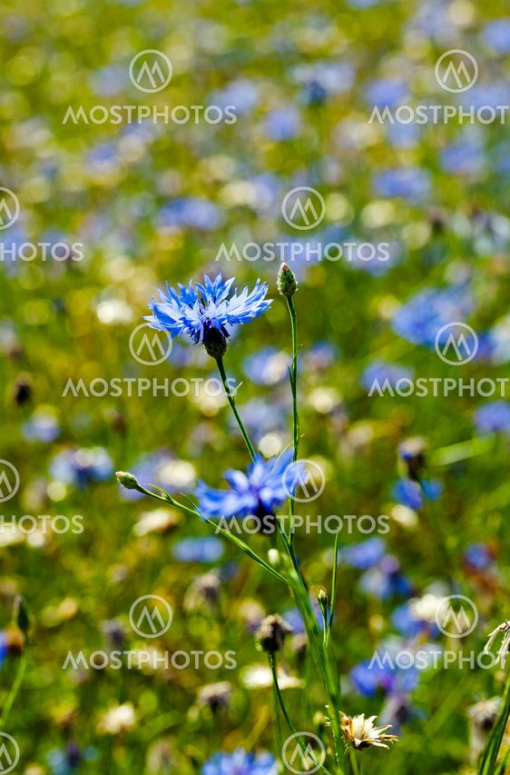 cornflower flowers