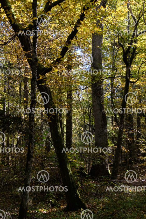 Old deciduous forest in summer afternoon